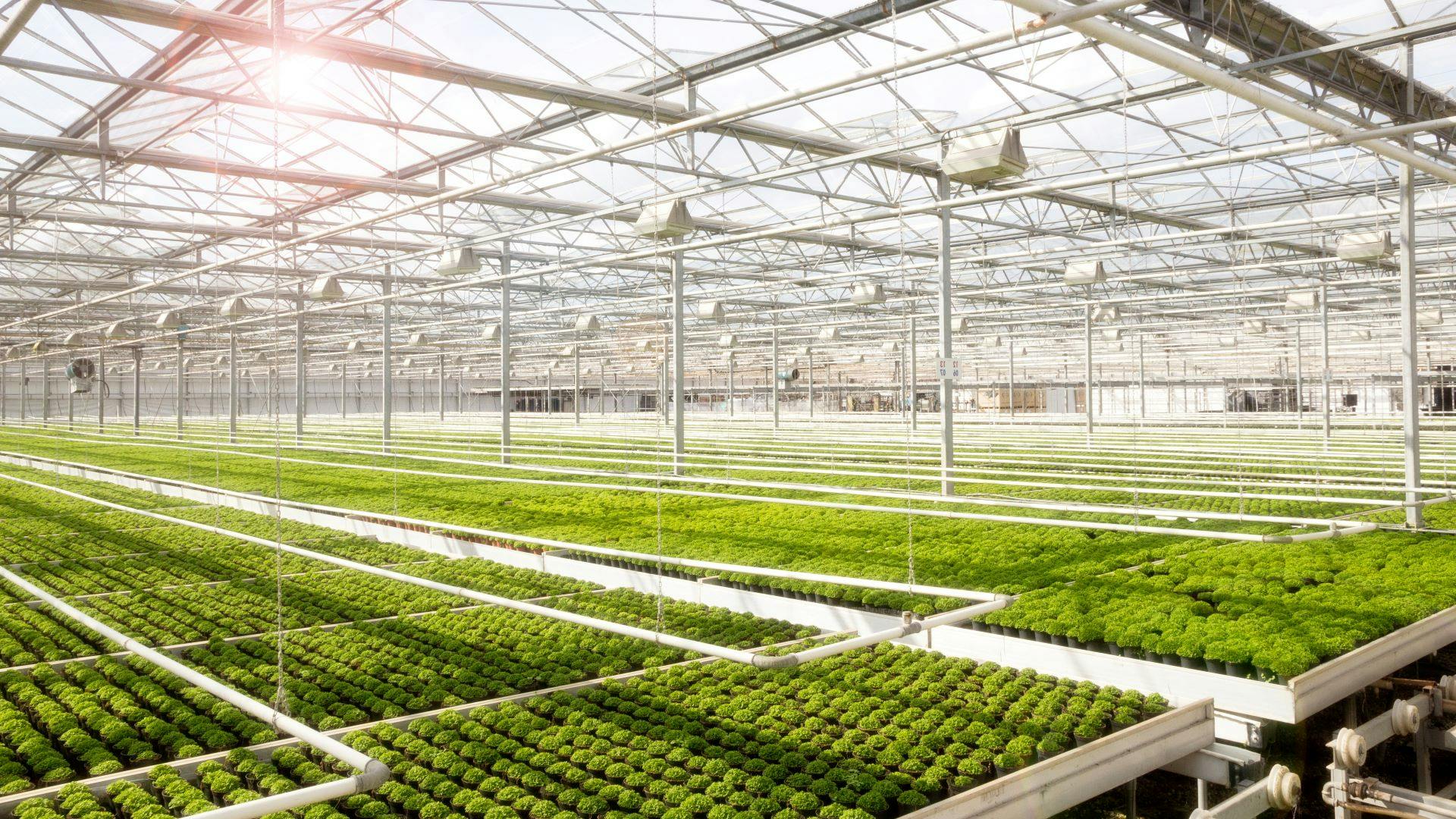 biochar in professional hi-tech horticulture